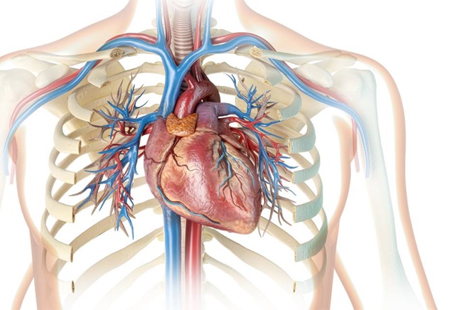 CaRi Heart - Heart illustration information